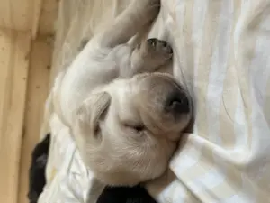 Labrador Welpen  Bild 3