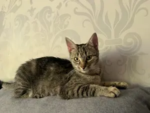 Katze entlaufen Dornbirn Druckergasse 