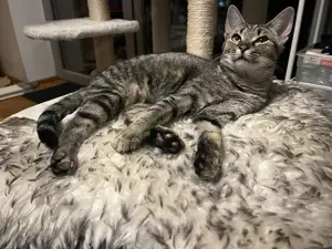 Katze entlaufen Dornbirn Druckergasse  Bild 2