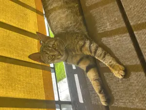 Katze entlaufen Dornbirn Druckergasse  Bild 3