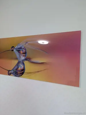 Glasbild Pusteblume Natur  Bild 2