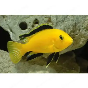 Labidochromis caeruleus yellow gold abzugeben.