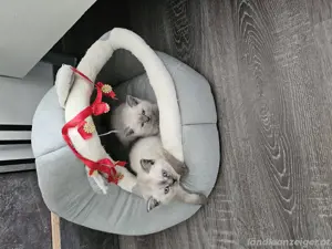BKH Katzen     Bild 2