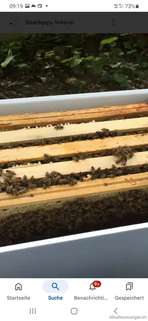 Bienen - 5 Wabenableger