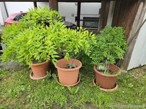 Großer Blauregen Glycinie Wisterie in Töpfen  Bild 2
