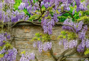 Großer Blauregen Glycinie Wisterie in Töpfen 