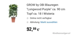 Großer Blauregen Glycinie Wisterie in Töpfen  Bild 4