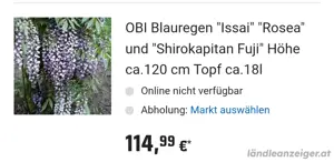Großer Blauregen Glycinie Wisterie in Töpfen  Bild 3