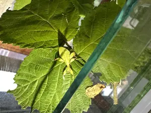 Wandelndes Blatt, Phyllium philippinicum Bild 2