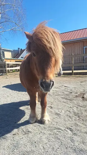 Pony zu verkaufen Bild 2