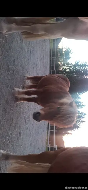 Pony zu verkaufen Bild 3