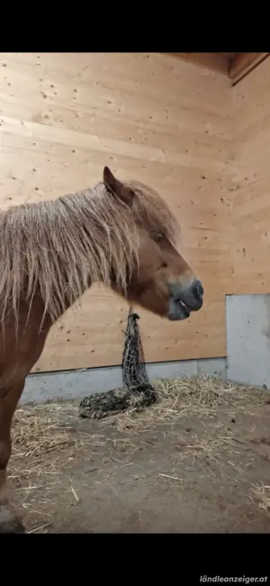 Pony zu verkaufen Bild 4
