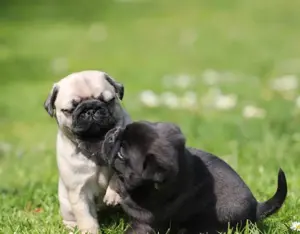Zwei reizende Mopsbabys suchen noch ein liebevolles Zuhause Bild 3