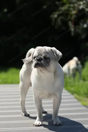 Zwei reizende Mopsbabys suchen noch ein liebevolles Zuhause Bild 4