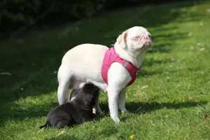 Zwei reizende Mopsbabys suchen noch ein liebevolles Zuhause Bild 5