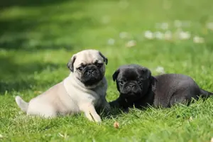 Zwei reizende Mopsbabys suchen noch ein liebevolles Zuhause