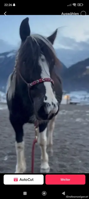 Reitbeteiligung  Bild 2