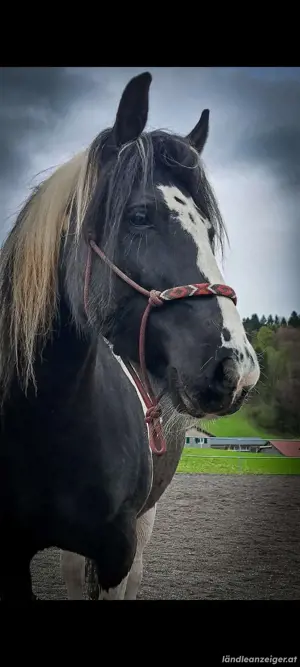 Reitbeteiligung  Bild 3