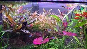 Aquarium Pflanze Hygrophila Rosanervig  Bild 5