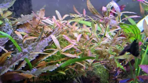 Aquarium Pflanze Hygrophila Rosanervig  Bild 3
