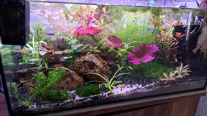 Aquarium Pflanze Hygrophila Rosanervig 
