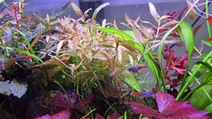 Aquarium Pflanze Hygrophila Rosanervig  Bild 2
