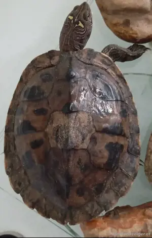 Wasserschildkröten mit Zubehör abzugeben   ca. 2 Jahre alt