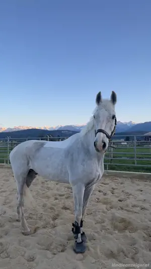 Pflege Reitbeteiligung