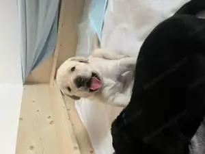 Labrador Welpen  Bild 5