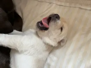 Labrador Welpen  Bild 7