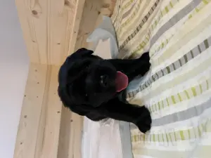 Labrador Welpen  Bild 4