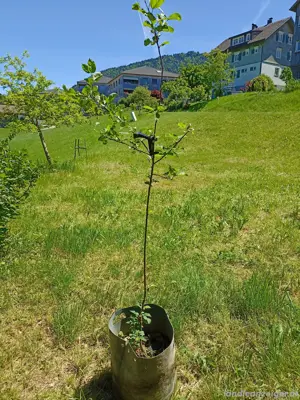 Hochstammapfelbaum Sorte Florina