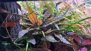 Aquarium pfalnze Cryptocoryne wendtii brown