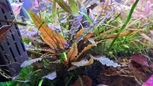 Aquarium pfalnze Cryptocoryne wendtii brown Bild 3