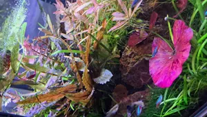 Aquarium pfalnze Cryptocoryne wendtii brown Bild 2