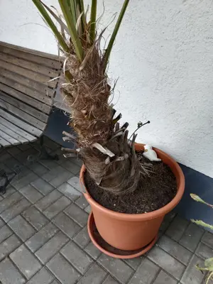 Tessiner Palme - Chinesische Hanfpalme - ca 2,3m groß! Bild 4