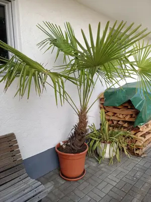 Tessiner Palme - Chinesische Hanfpalme - ca 2,3m groß! Bild 3