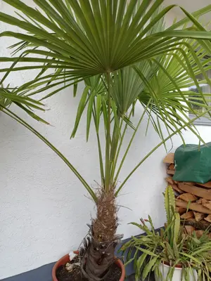 Tessiner Palme - Chinesische Hanfpalme - ca 2,3m groß! Bild 2