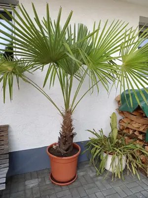Tessiner Palme - Chinesische Hanfpalme - ca 2,3m groß!