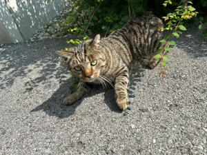 Katze zugelaufen  Bild 2