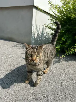 Katze zugelaufen 