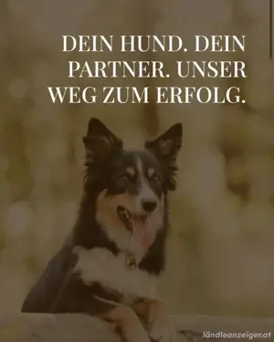 Hundetraining