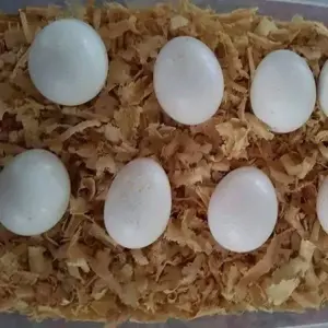 Papageien und Papageieneier