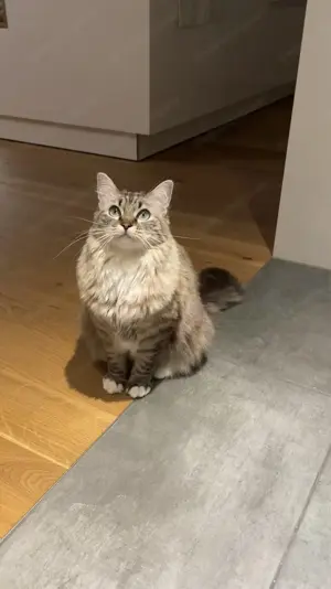 Katze sucht neues Zuhause Bild 2