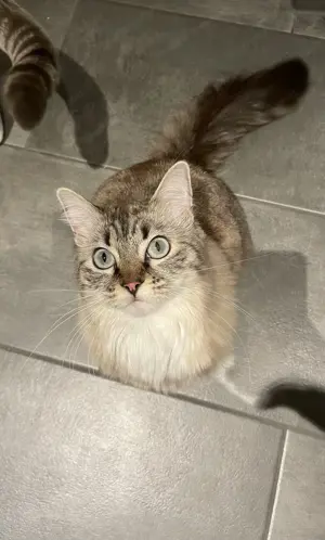 Katze sucht neues Zuhause