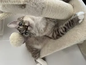 Katze sucht neues Zuhause Bild 4