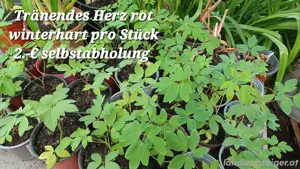 Tränendes Herz  rot 