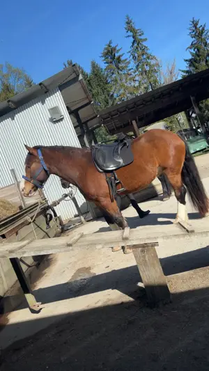 Deuber & Partner El Campo S3 