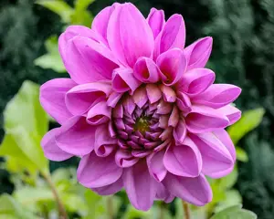 große Dahlien Knolle, hell- oder dunkelviolett, gefüllt,  Bild 5