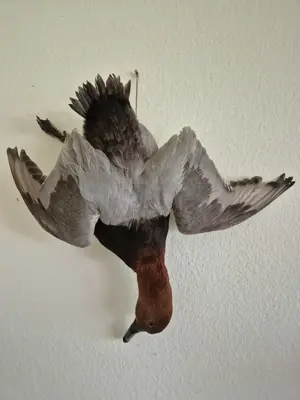 Wohnungsauflösung   Jäger & Sammler Bild 6